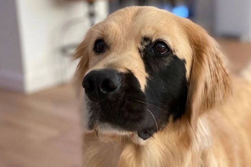 Adorable golden retriever with rare genetic mutation is winning people's hearts