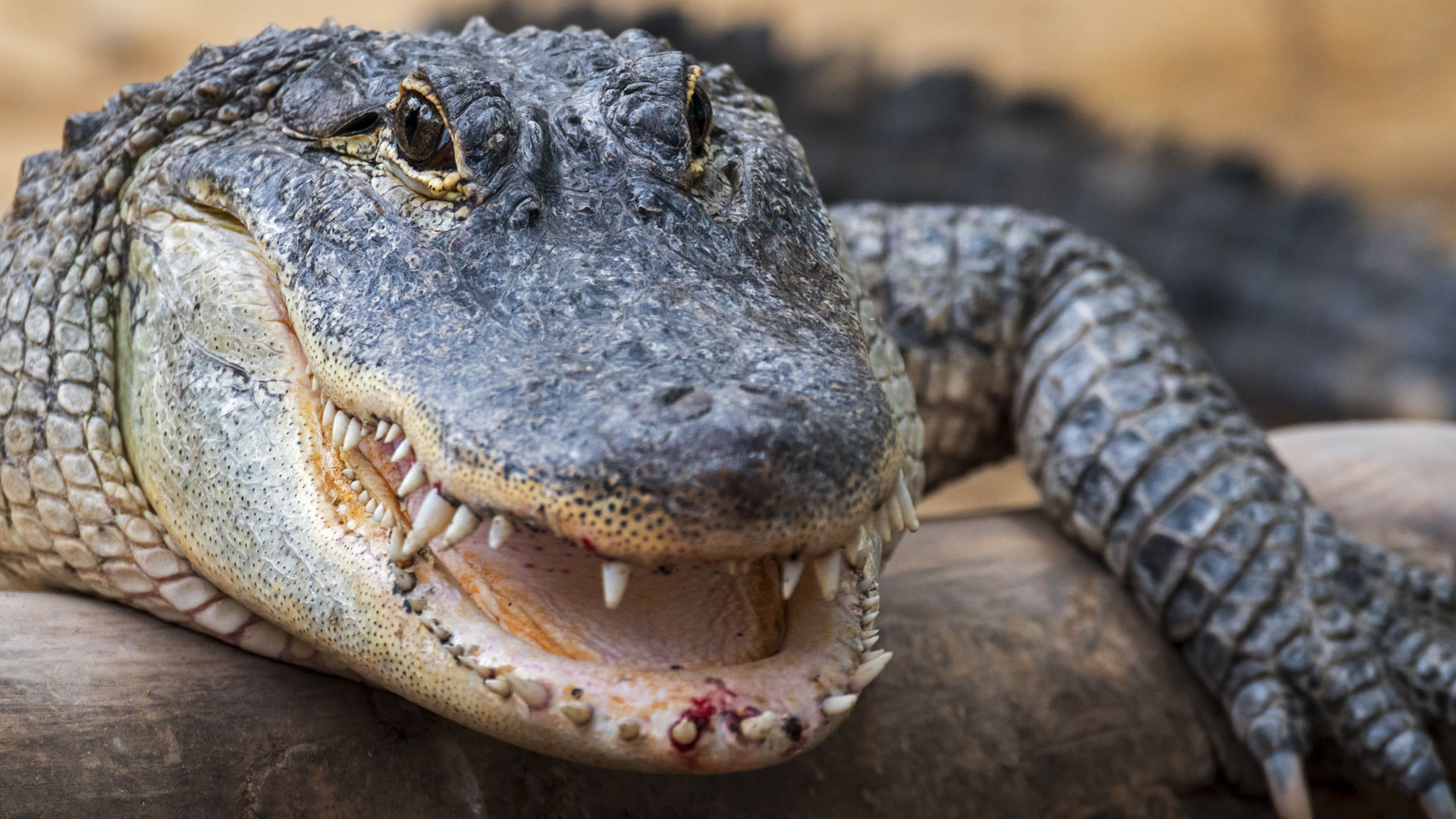 Florida Man Survives Alligator Attack by Shoving His Fingers In Its Eyes