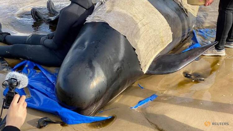 Australia counts record 470 stranded whales as rescue continues | Nestia