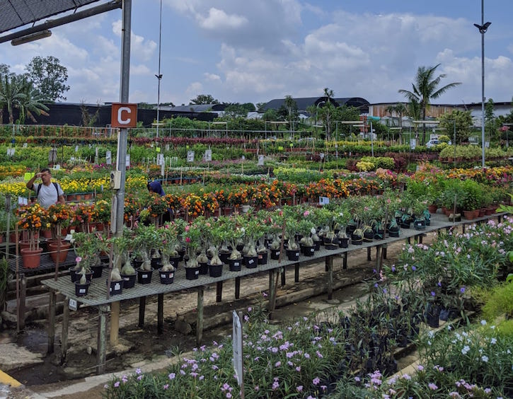 7 Urban Vegetable Farms in Singapore to Visit with the Kids in 2020
