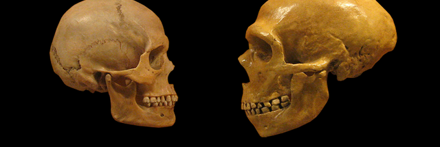 Not-so-hostile takeover: Human Y chromosome displaced the Neanderthals' version