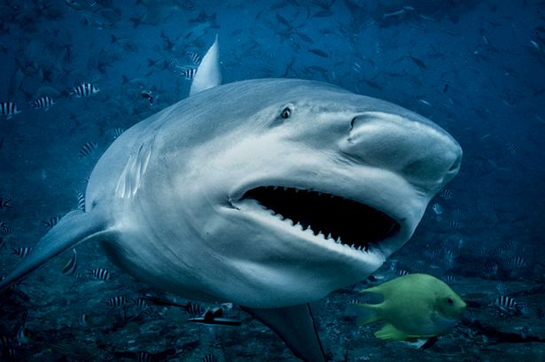 Man rescued from shark attack after pregnant wife jumps into water to save him