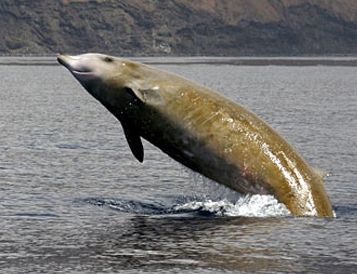 Breathtaking! Cuvier's Beaked Whale Breaks Diving Record, Not Just for Whales, But for Mammals