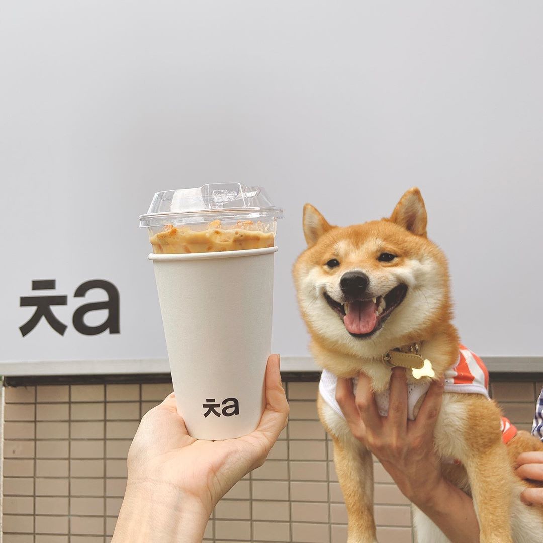 Shiba inu smiling when he sees food is a major mood for foodies in s’pore