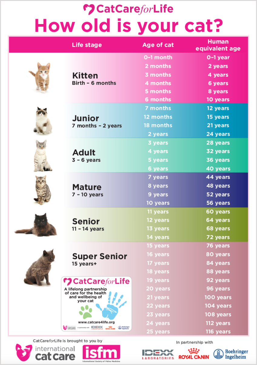 So Long, Longcat: Internet’s Beloved Cat Meme Died In Japan