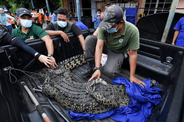 Civil Defence Force: Croc ends in trap after failing to ...