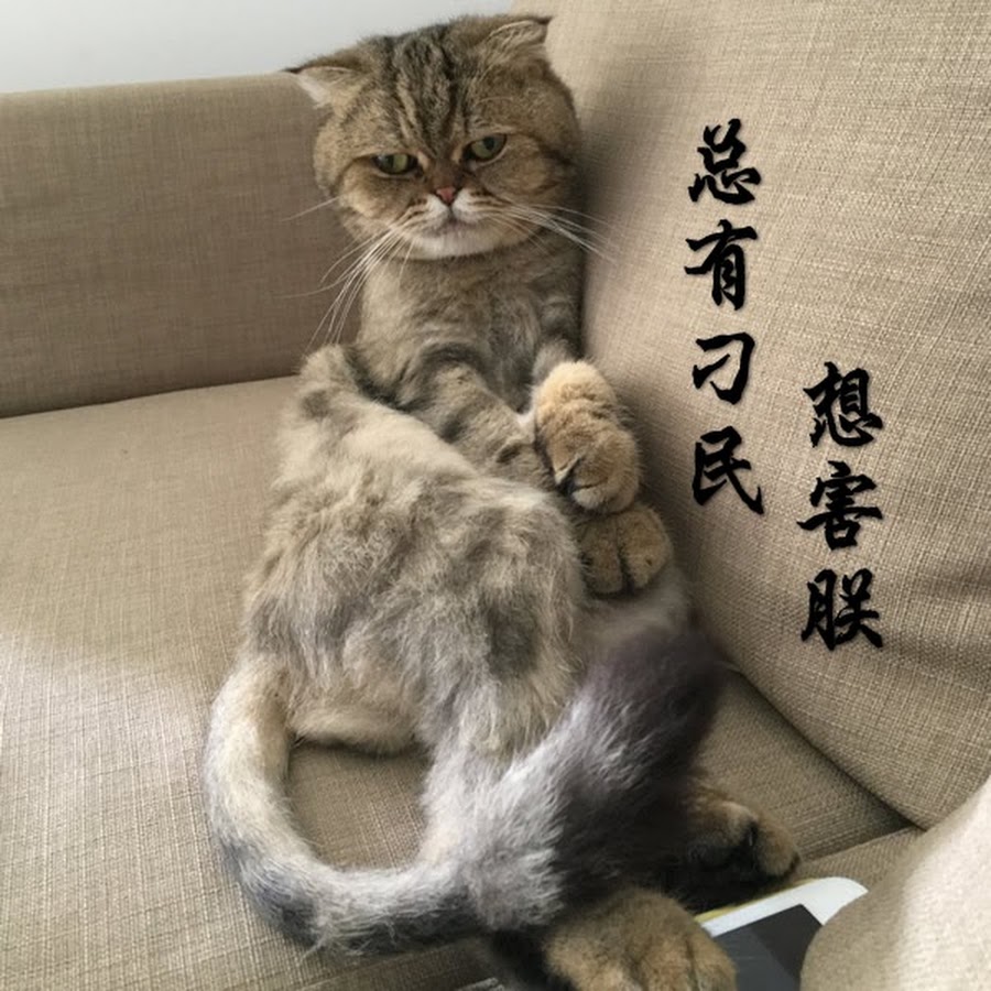 【喵嗷污】人类灭绝后，4个外星人来到地球，看到人类留下的东西后干了件大事