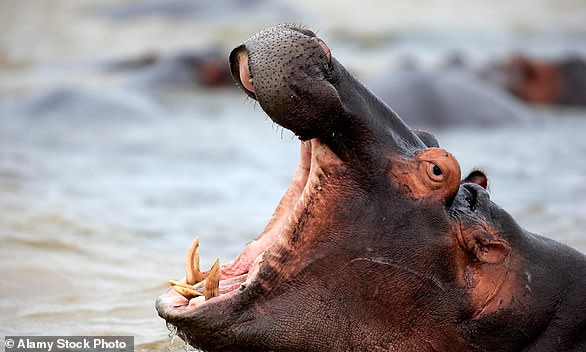 Harrowing video shows a killer hippo dragging a child to his death in Lake Victoria as screaming crowds desperately pelt the animal with rocks