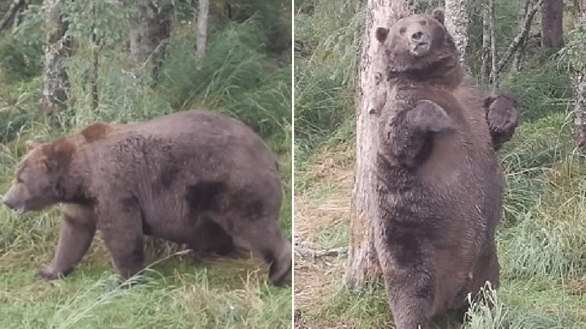 Alaska’s fattest bear is so girthy he’s named after a Boeing 747 jumbo jet