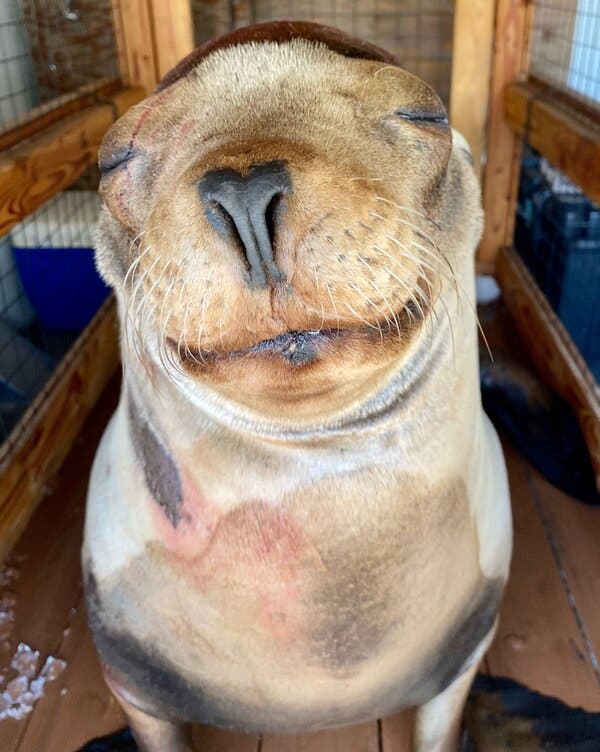 Brain Surgery for a ‘Sweet Boy’: Saving Cronutt the Sea Lion