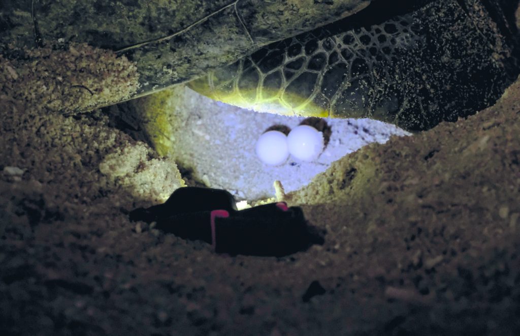 Protecting Malaysian turtles, one step at a time