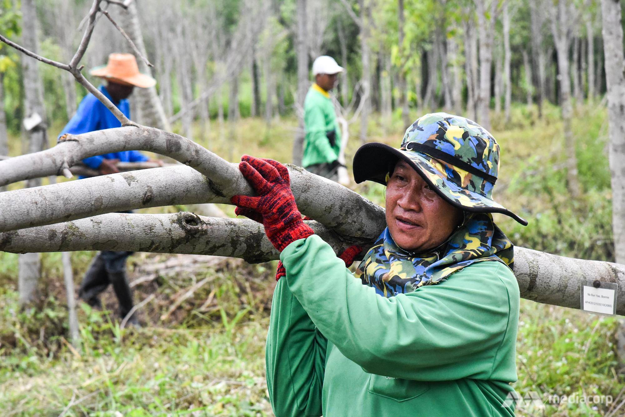 ‘Wood of the gods’ faces wipeout in northern Thailand as climate change cripples plantations