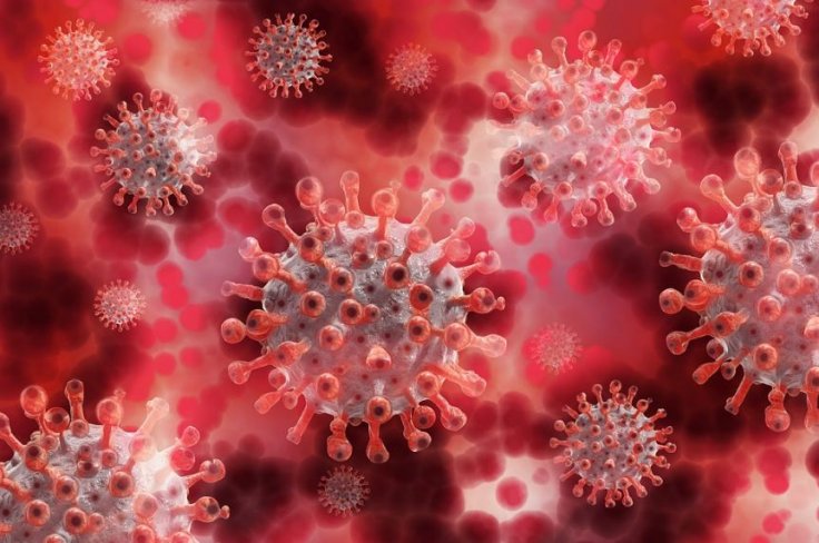 Russia Develops Covid Antibody Test System for Animals