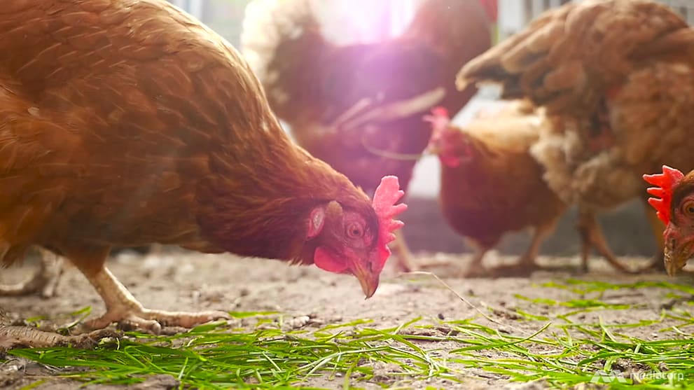 Antibiotics in chicken a cause for concern? And five other questions about poultry  today | Nestia