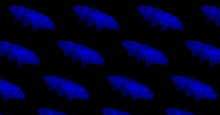 Newly-Discovered Tardigrade Glows Blue to Block Deadly Radiation