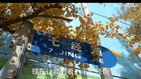 10月28日至11月5日！辽宁丹东百年银杏“金光大道”最佳观赏时间！