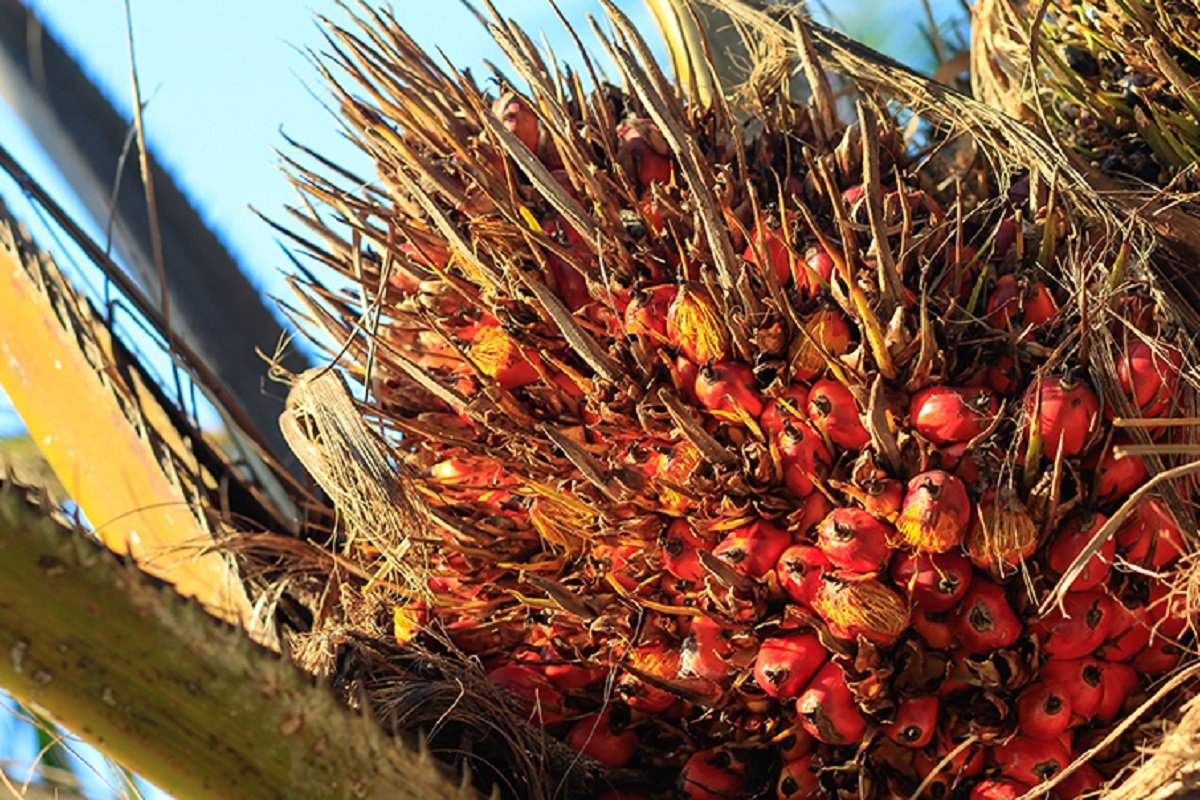 CPO futures may see cautious trading after US bans Sime Darby Plantation palm oil — trader 