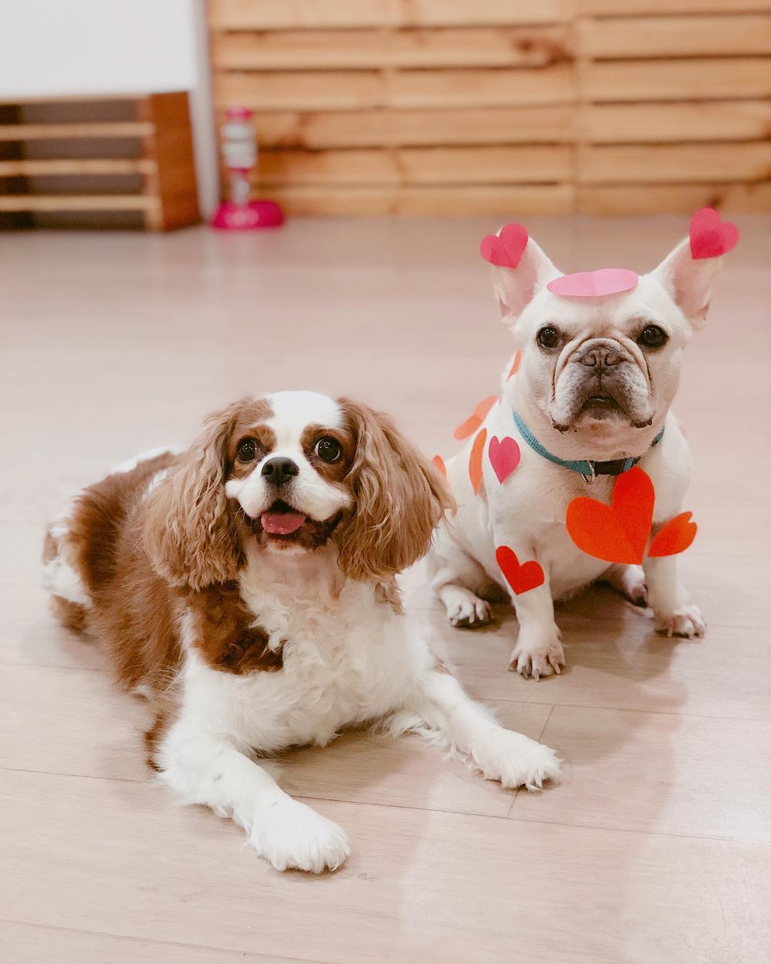 We Are The Furballs: Singapore’s First Dog Cafe At Bugis+ For A Paw-fect Day Out