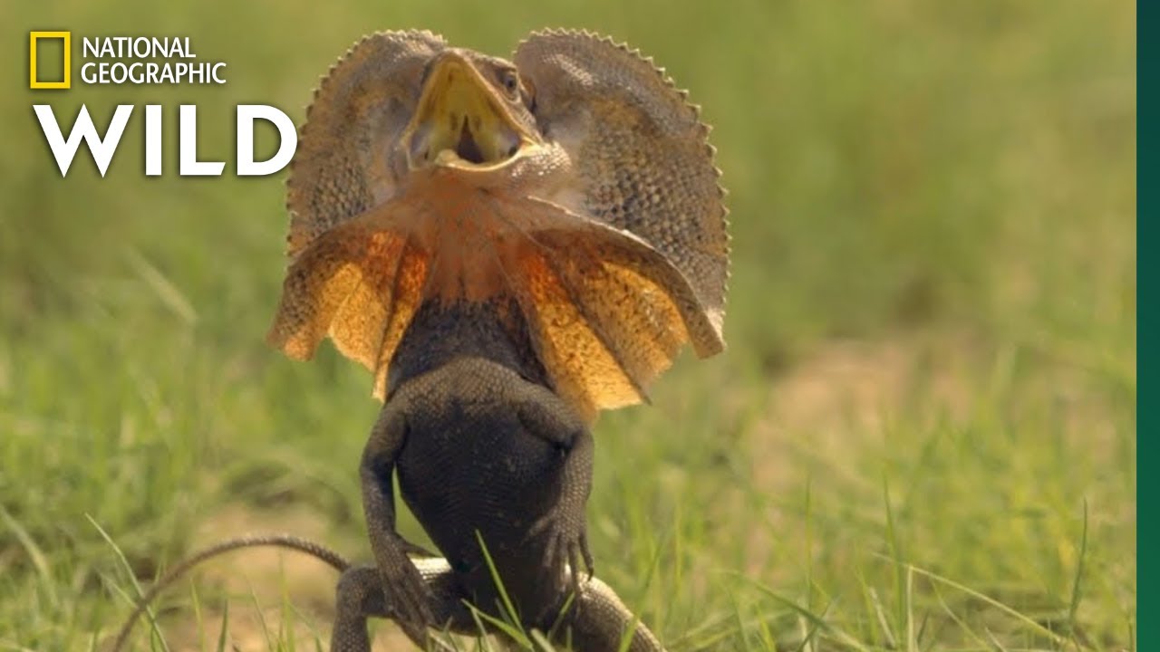 Frill-Necked Lizard Escapes Python | Lands of the Monsoon