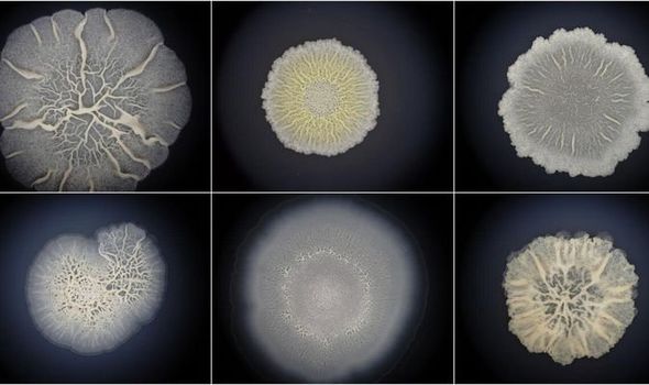 Earliest bacteria more animal-life than thought - ‘First life also multicellular’