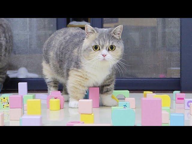 猫咪路障挑战！短腿猫：你这是在刁难我！