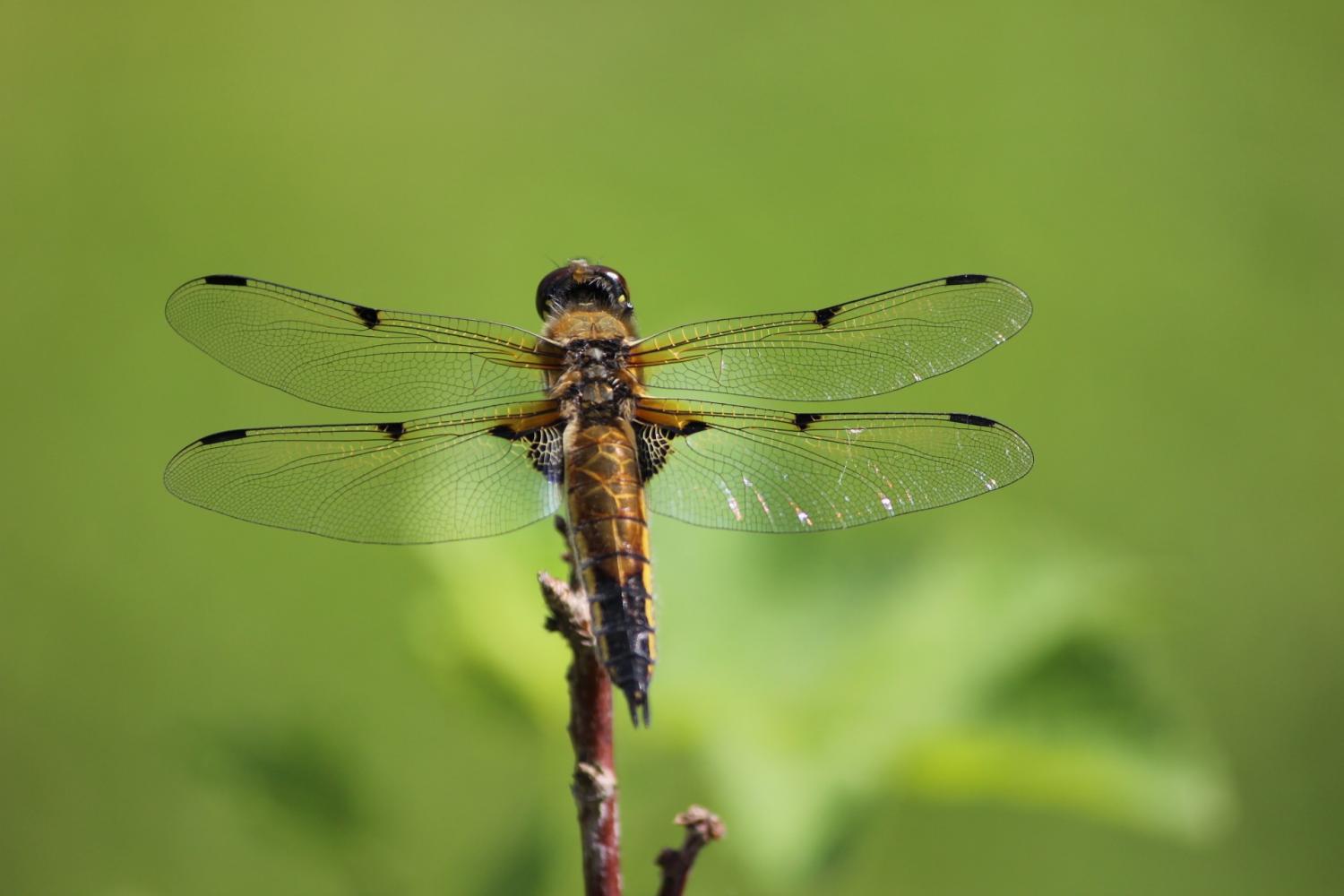 Male dragonflies lose their 'bling' in hotter climates