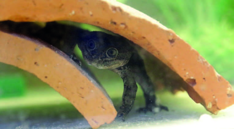 Chile celebrates successful breeding of endangered frog