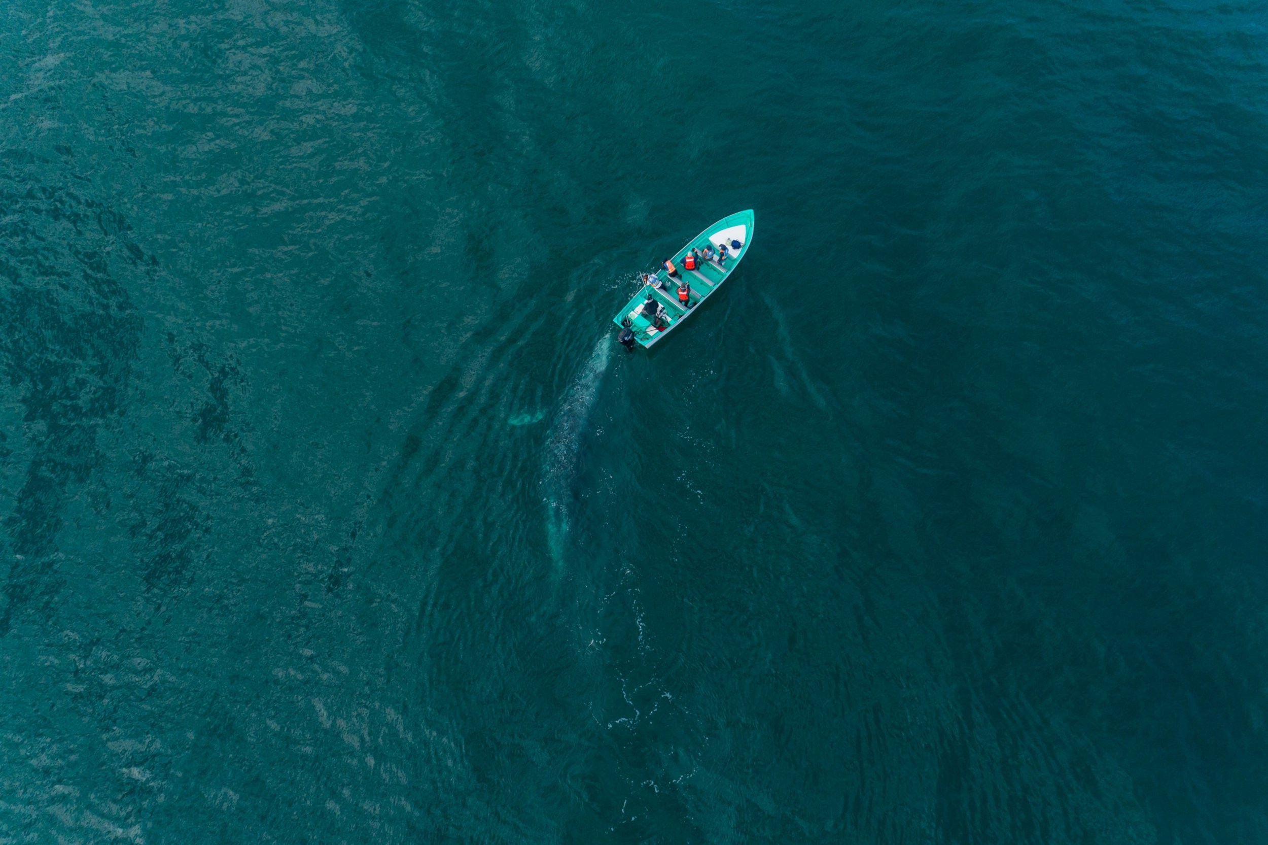 Incredible drone footage shows grey whale pushing boat along with its nose