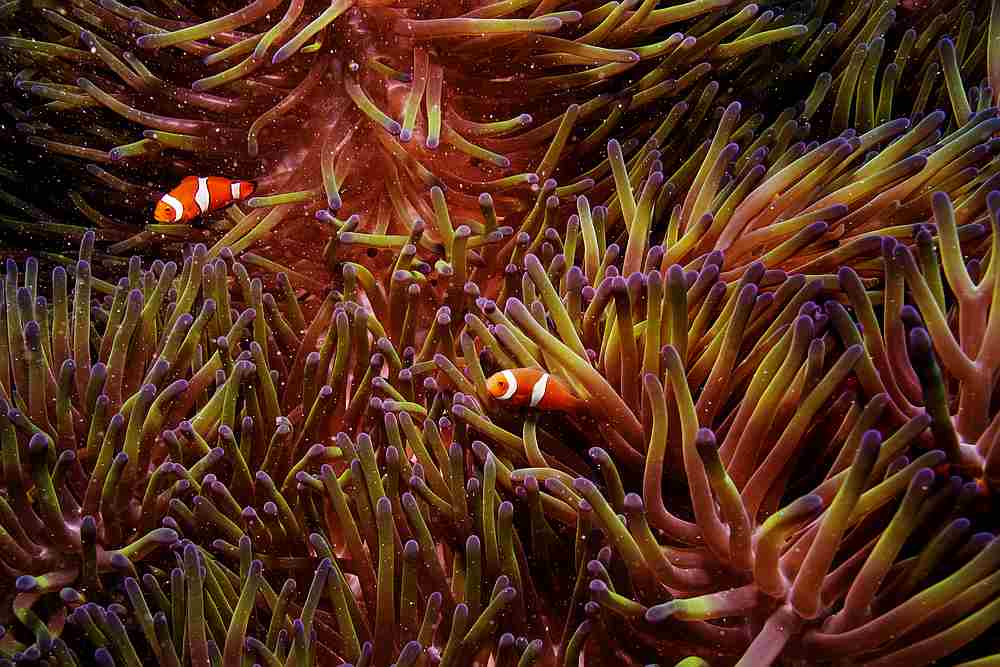 Australian scientists find huge new healthy coral reef off northern coast