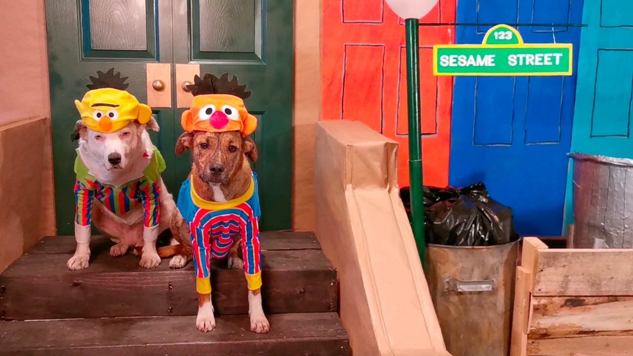 Group Of Dogs Dress Up As Sesame Street Characters