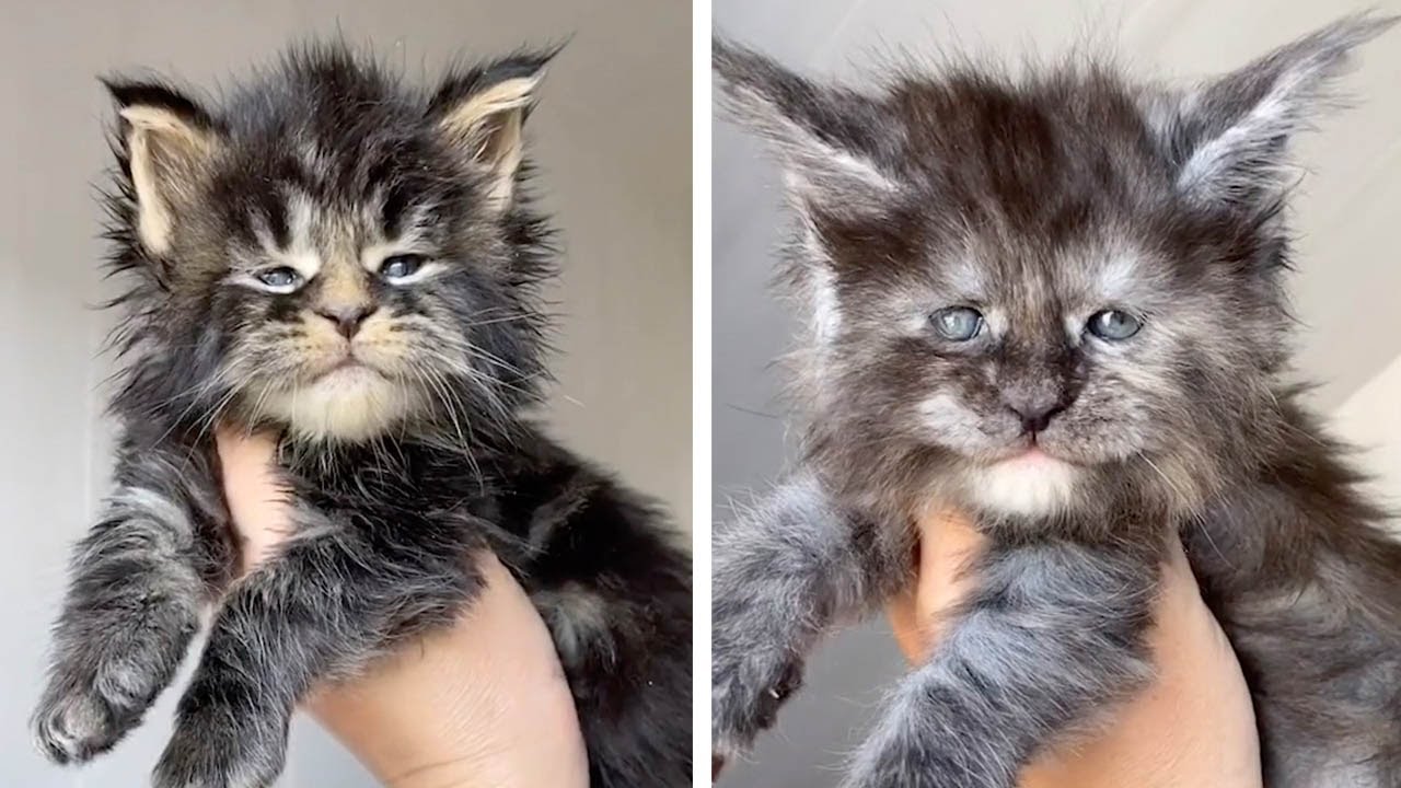 Adorable Maine Coon Cats Have Human Faces