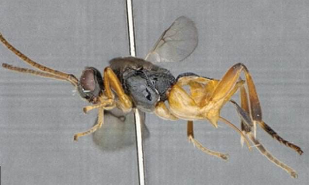 'Godzilla wasp' SWIMS underwater to catch its prey