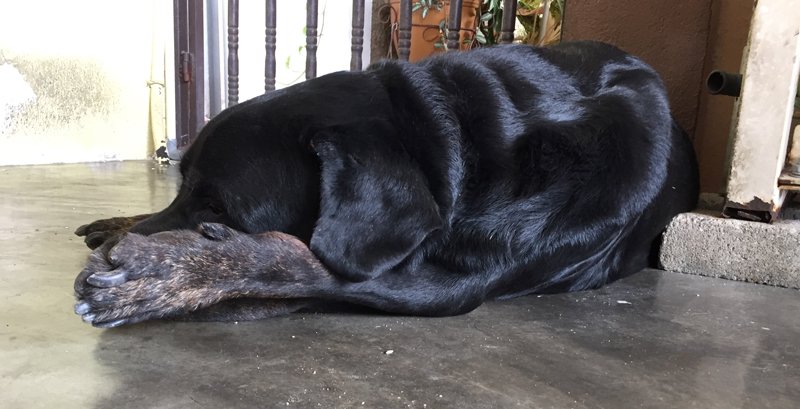 Kenzo, the gentle giant who loves his curry