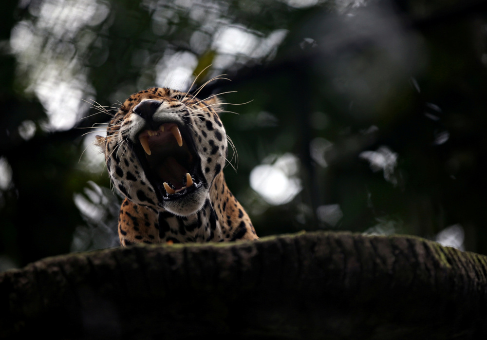 Report: Gangs in Latin America use bribery, secret routes to smuggle jaguar parts to China