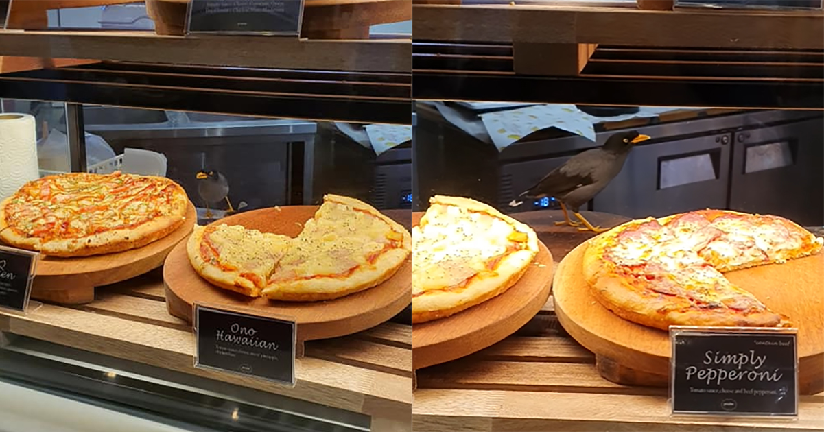 Mynah eats pizza directly off Proofer Bakery display counter at Punggol Waterway Point, staff accused of inaction