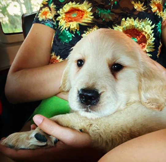 Shawn Mendes and Camila Cabello adopt a new puppy