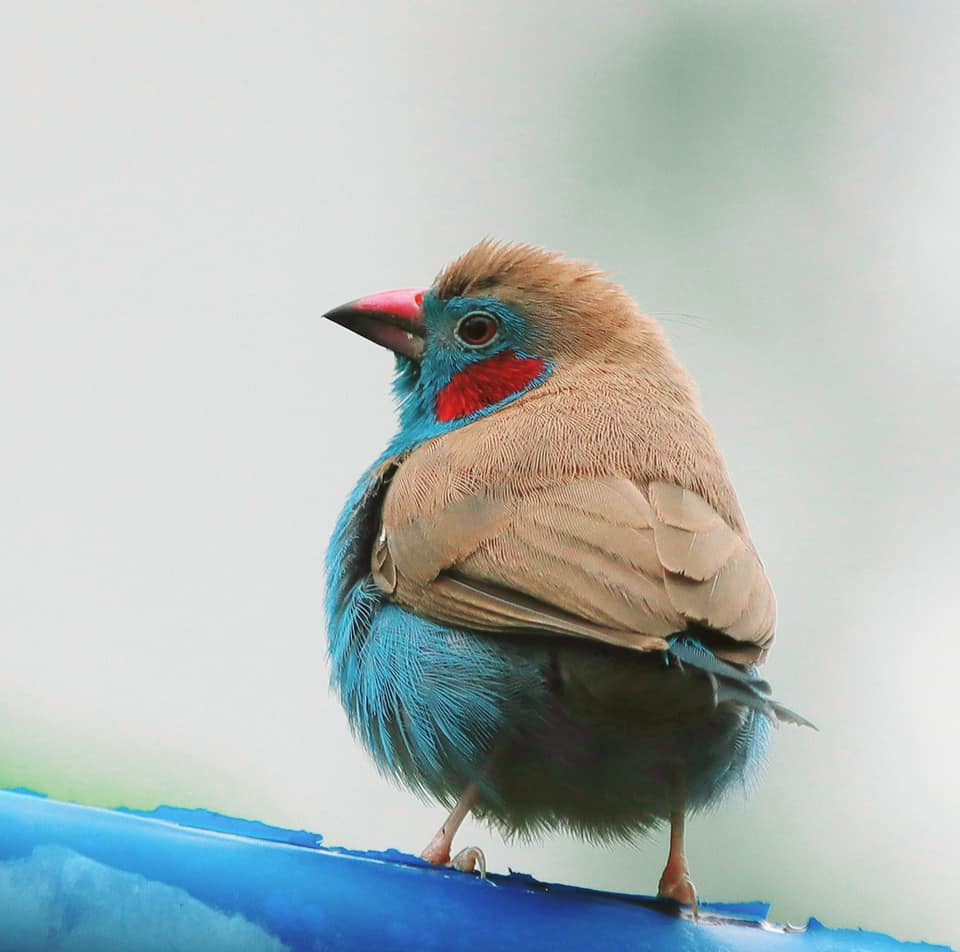 Pretty little red-cheeked bird spotted at punggol park chases our Monday blues away