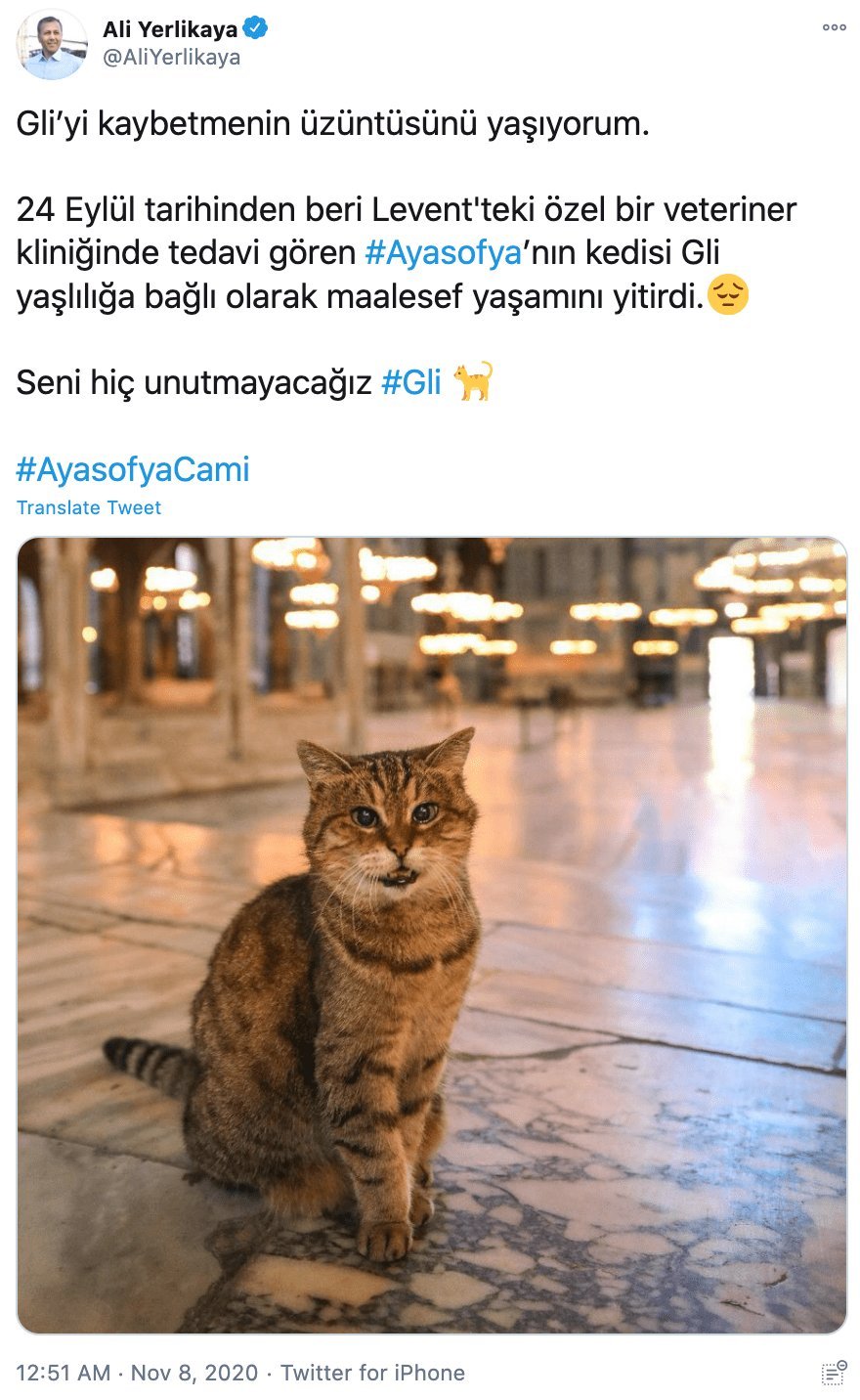 Istanbul mosque cat passes away from old age, was petted by obama during his visit to Turkey