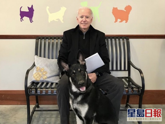 【拜登当选】四年不见狗踪影 白宫将出现首只救难犬