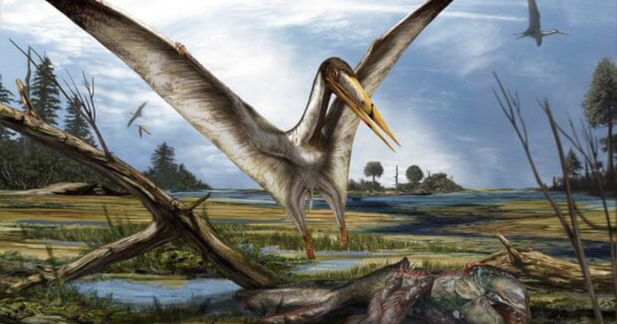 Mysterious remains of ancient flying reptile found hidden among shark fossils