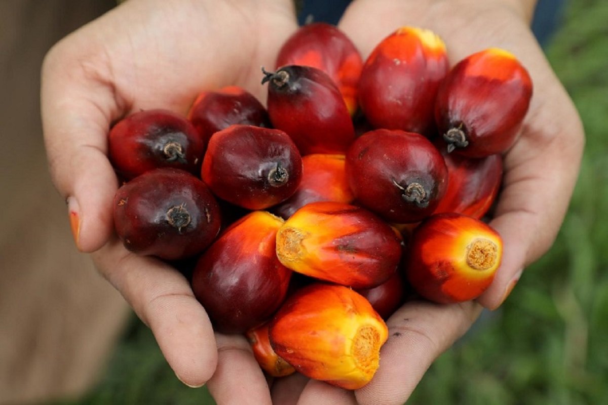 Malaysia's March-end palm oil stocks seen rising as output increases
