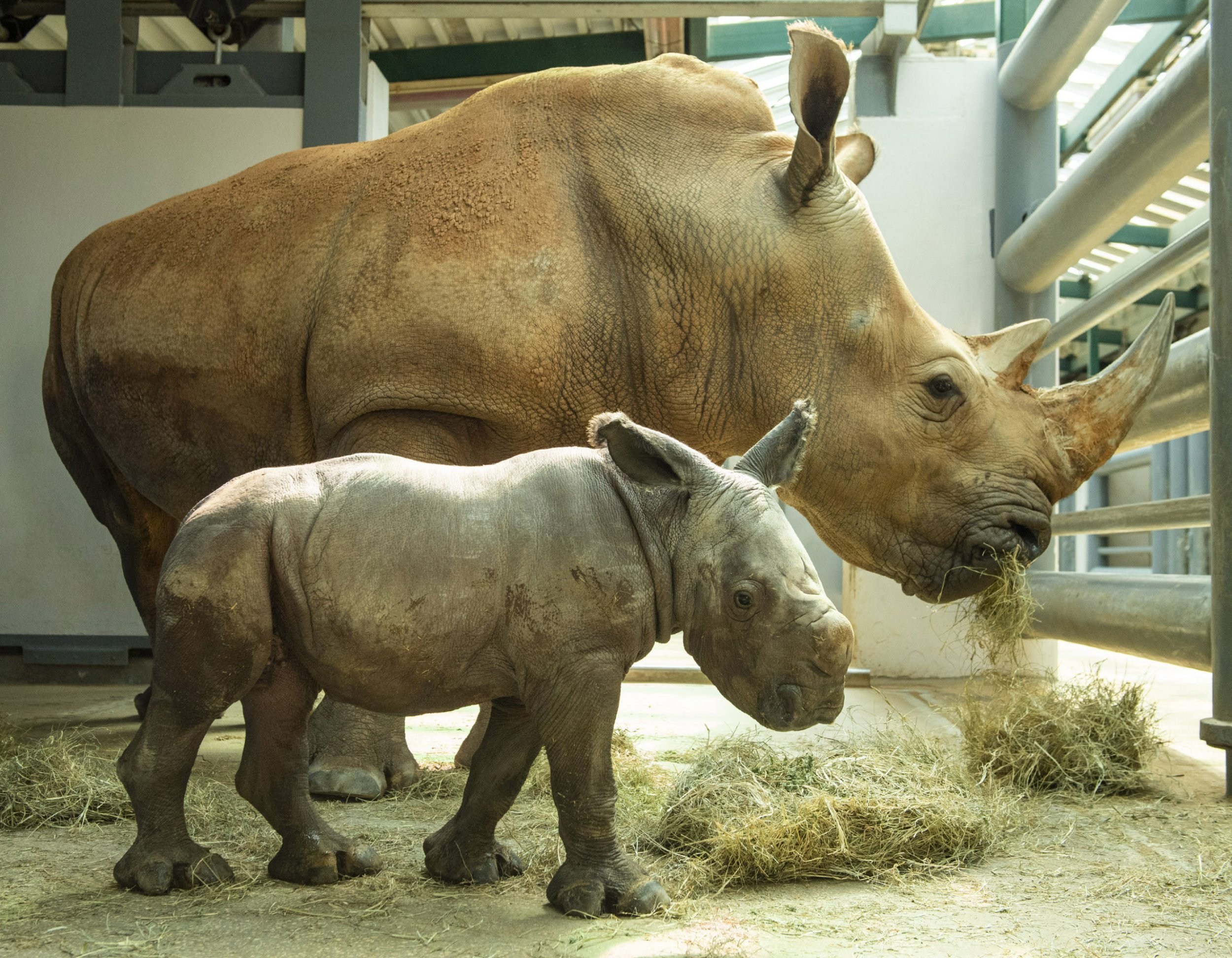 Endangered White Rhino Born At Disney’s Animal Kingdom 