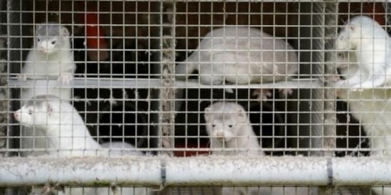 丹麦捕杀埋葬水貂或已污染地下水 官方曾称无风险