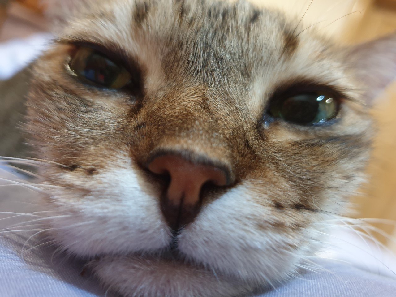 Brave Bindie, Syakirah’s fur-ever protector