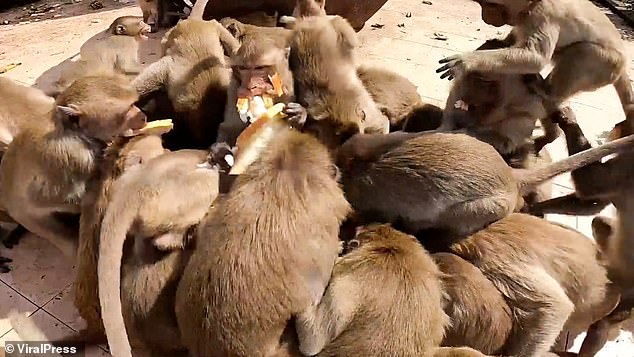 Food fight! Moment hungry monkeys swarm over a box of bread in Thai city where thousands of macaques run riot
