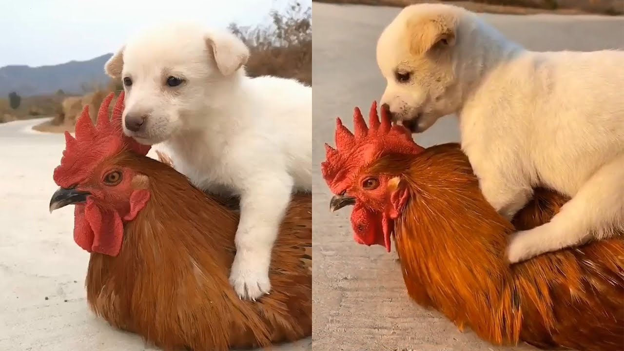 Puppy And Rooster Have An Unlikely But Beautiful Friendship