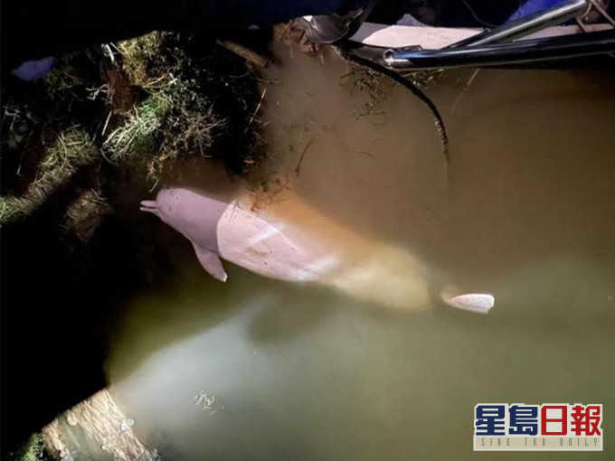 中华白海豚误入东江搁浅亡 将制标本研究