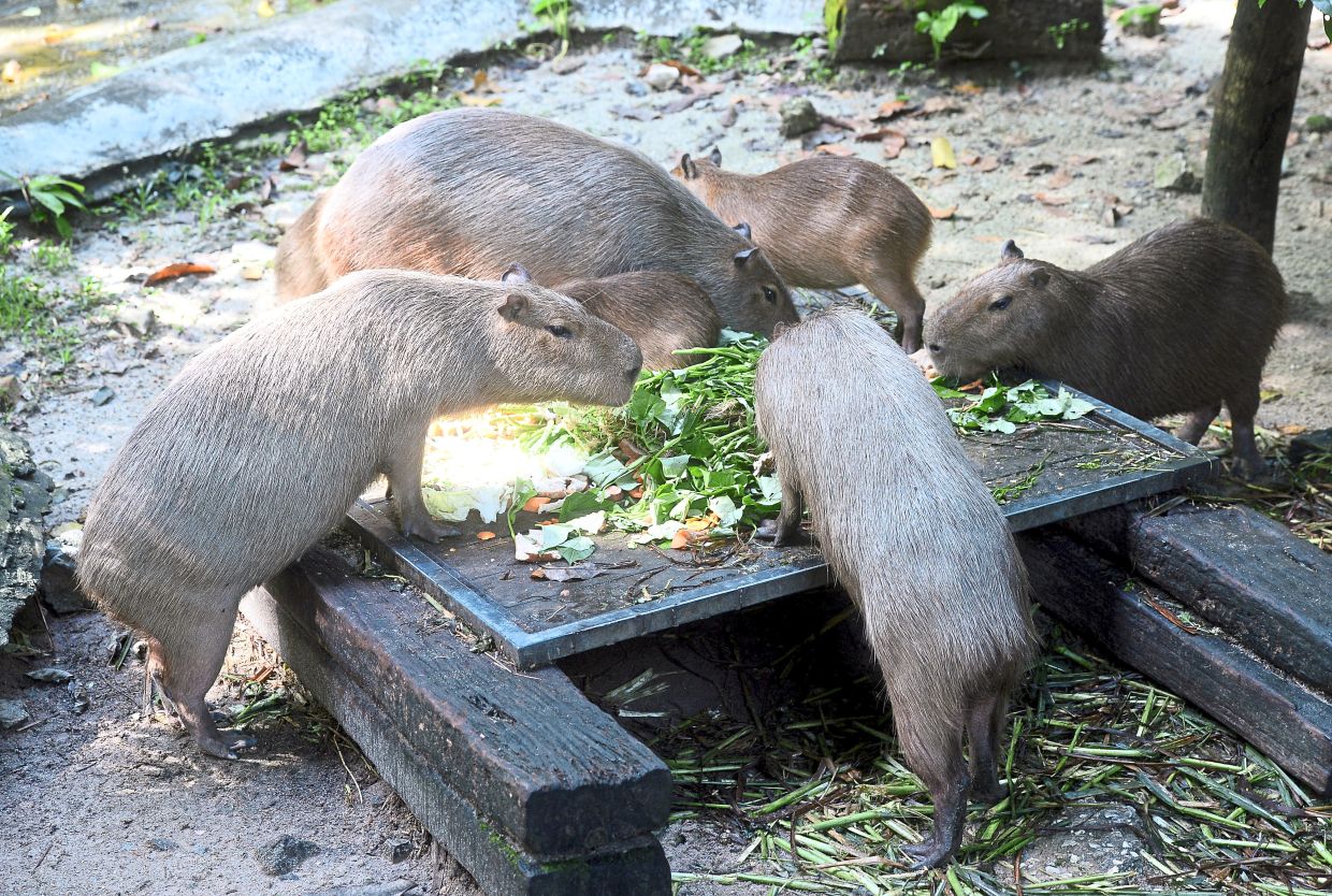 Zoo Negara revenue down