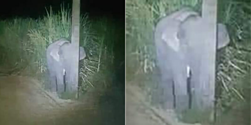 Baby Elephant Hides Behind Thin Lamp Post After Getting Caught Eating Sugarcanes