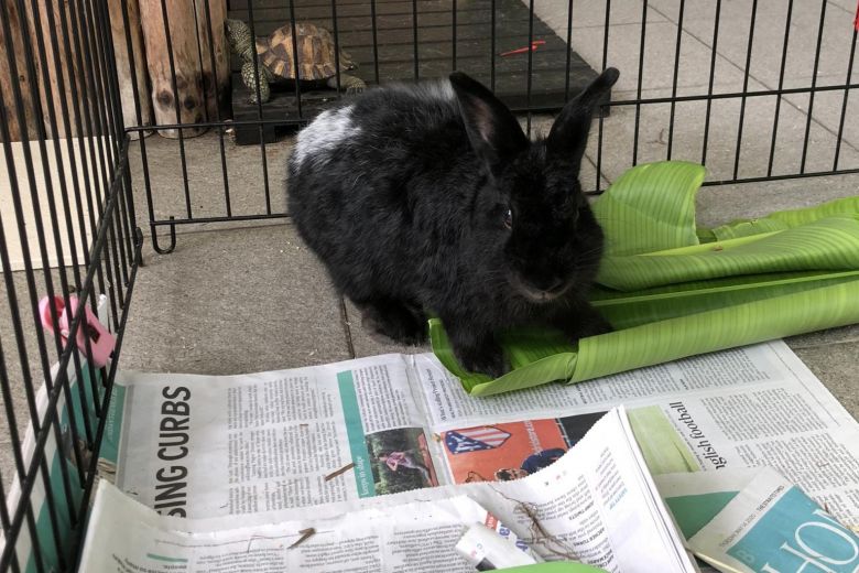 Ask The Vet: A bunny which eats its own poo, and a Westie which prefers rice to dry kibble